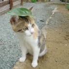 梅みたいなもの